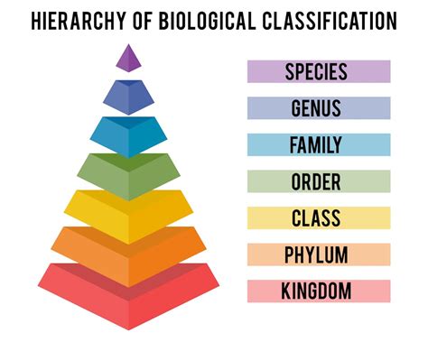 taxonomy 뜻: 생물학적 분류와 그 이상의 의미